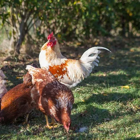 Летний дом Gorosarri