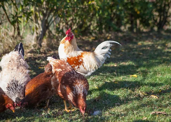 カントリーハウス ゴロサリ